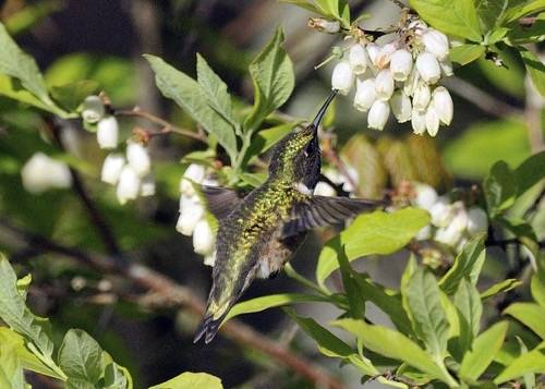 Photo of the Week - Ruby-throated Hummingbird (MA) by Bill Thompson/U. S. Fish and Wildlife Service - Northeast Region is marked with Public Domain Mark 1.0.